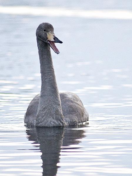 Sangsvane - Whopper swan (Cygnus cygnus) Juv.jpg